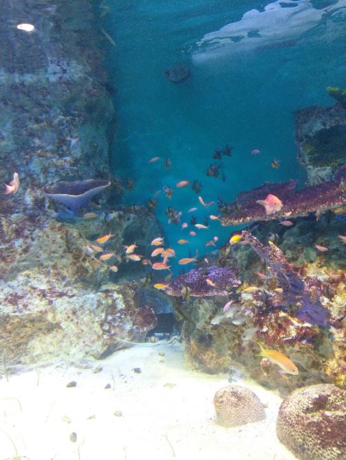 冬の水族館。