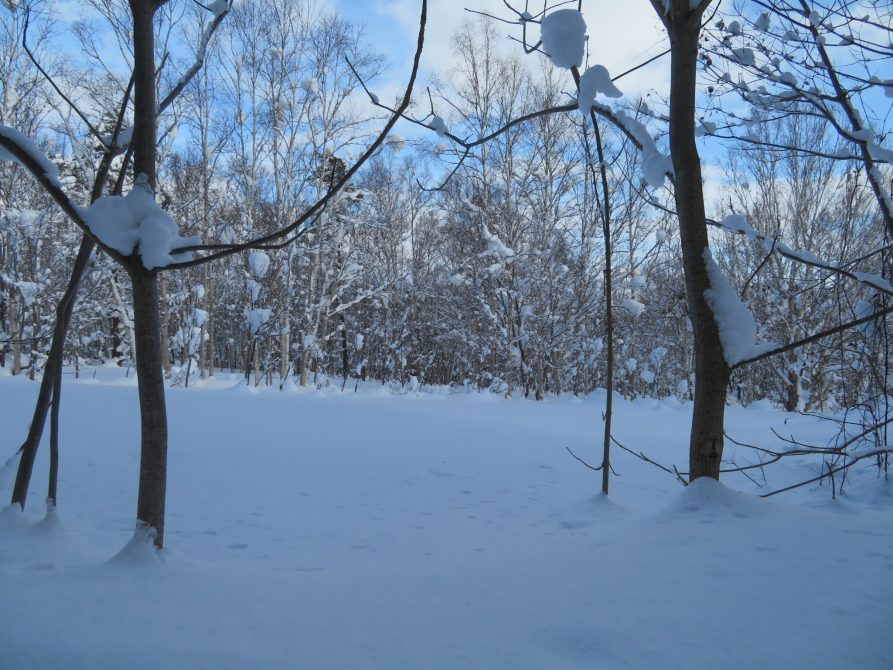 倶知安町字山田46(申込あり)