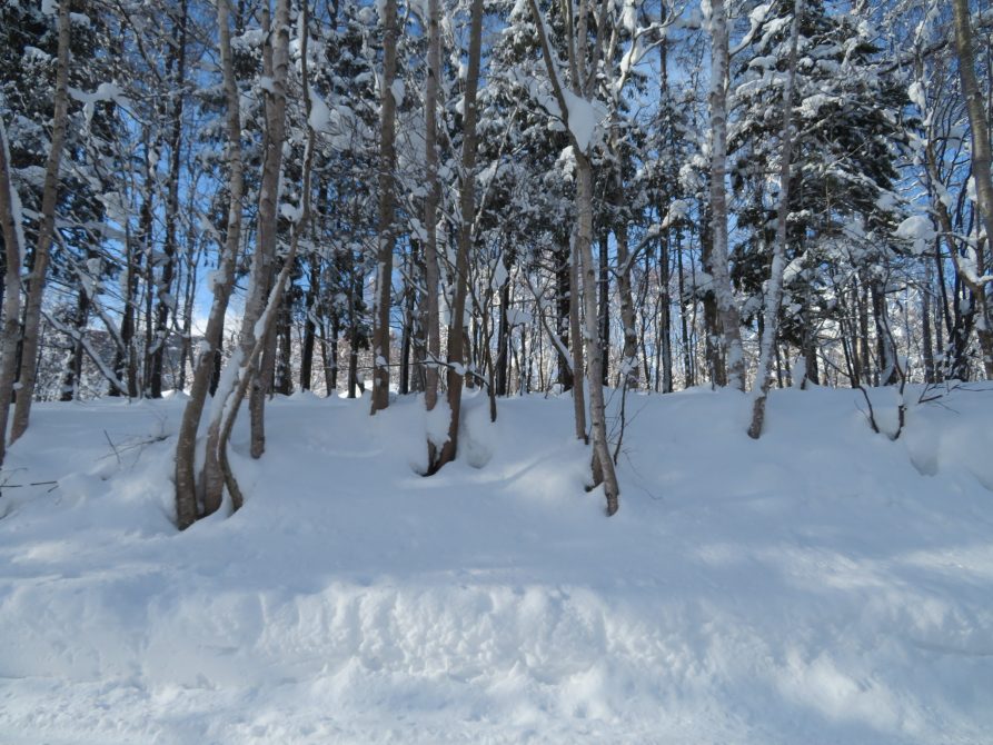 倶知安町字山田46 南東向き